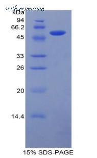 MyBioSource MBS2009201 image 1
