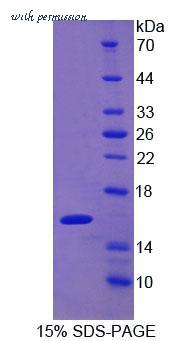MyBioSource MBS2009257 image 1