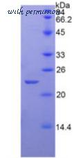 MyBioSource MBS2009327 image 2
