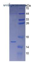 MyBioSource MBS2009331 image 2