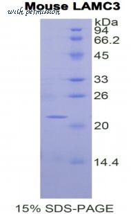 MyBioSource MBS2009407 image 1
