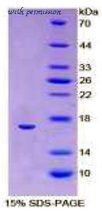 MyBioSource MBS2009449 image 3