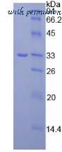 MyBioSource MBS2009482 image 2