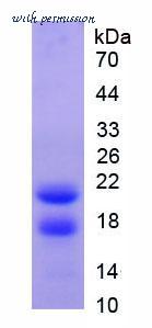 MyBioSource MBS2009658 image 2