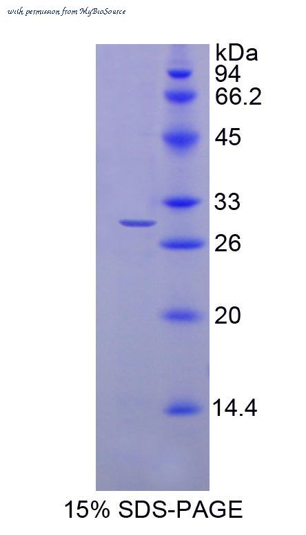 MyBioSource MBS2009663 image 1