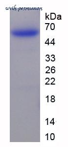 MyBioSource MBS2009681 image 1