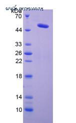 MyBioSource MBS2009694 image 2