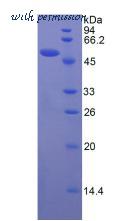 MyBioSource MBS2009735 image 2