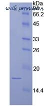 MyBioSource MBS2009836 image 2