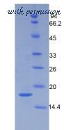 MyBioSource MBS2009891 image 2