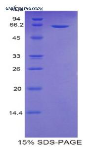 MyBioSource MBS2009896 image 1