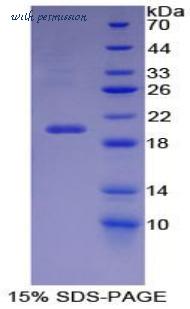 MyBioSource MBS2009918 image 1