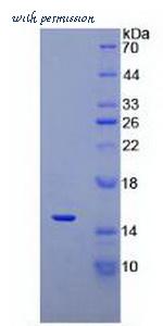 MyBioSource MBS2010028 image 2