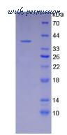 MyBioSource MBS2010076 image 2