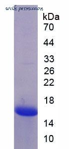 MyBioSource MBS2010123 image 1