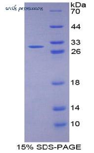 MyBioSource MBS2010143 image 1