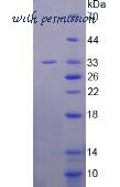 MyBioSource MBS2010323 image 2