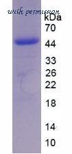 MyBioSource MBS2010356 image 2