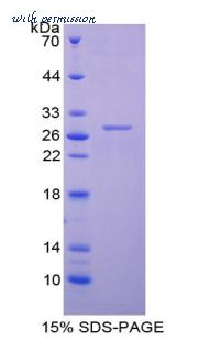 MyBioSource MBS2010502 image 1