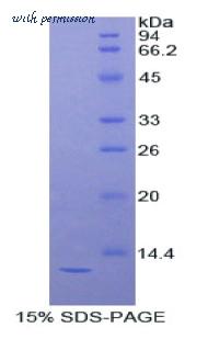 MyBioSource MBS2010619 image 1
