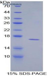 MyBioSource MBS2010681 image 1