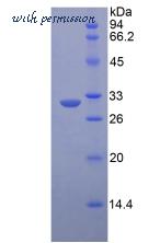 MyBioSource MBS2010787 image 2