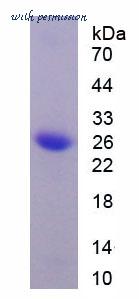 MyBioSource MBS2010837 image 1