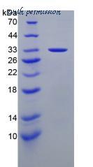 MyBioSource MBS2010860 image 2