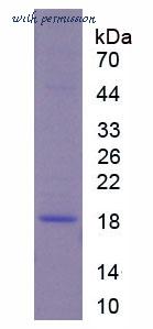 MyBioSource MBS2010877 image 1