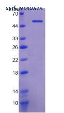 MyBioSource MBS2010881 image 2