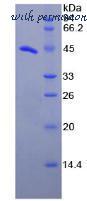 MyBioSource MBS2010932 image 2
