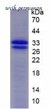 MyBioSource MBS2010936 image 2