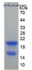 MyBioSource MBS2010997 image 2