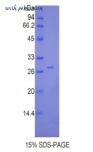 MyBioSource MBS2011032 image 1