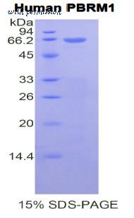 MyBioSource MBS2011038 image 1