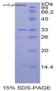 MyBioSource MBS2011131 image 1