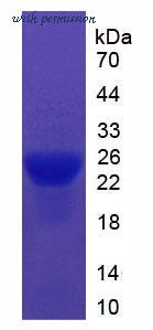 MyBioSource MBS2011132 image 2