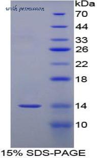 MyBioSource MBS2011135 image 1