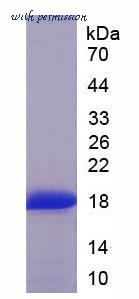 MyBioSource MBS2011217 image 2