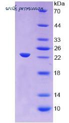 MyBioSource MBS2011236 image 2