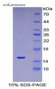 MyBioSource MBS2011266 image 1