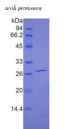 MyBioSource MBS2011332 image 2