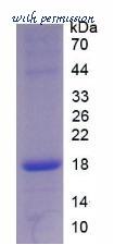 MyBioSource MBS2011334 image 2