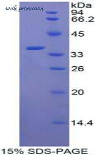 MyBioSource MBS2011343 image 2
