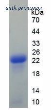 MyBioSource MBS2011389 image 2