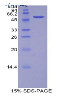 MyBioSource MBS2011433 image 1