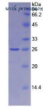 MyBioSource MBS2011481 image 2