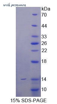 MyBioSource MBS2011501 image 1