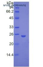 MyBioSource MBS2011505 image 2