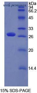 MyBioSource MBS2011579 image 1